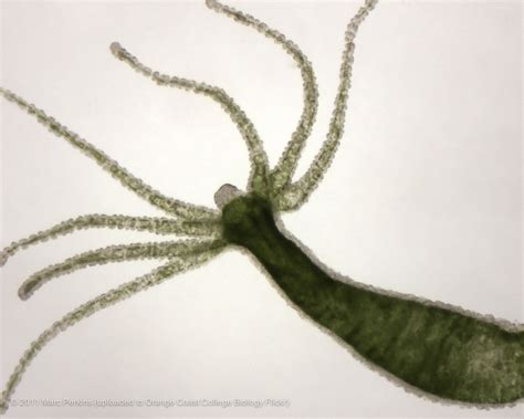 Live hydra 1 | A whole live green hydra (Phylum Cnidaria, cl… | Flickr