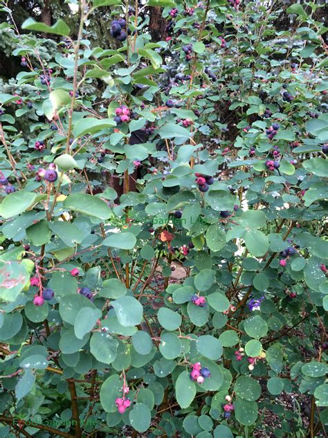 Guide to Growing Saskatoon Berries: Planting, Pruning, Care — Food ...