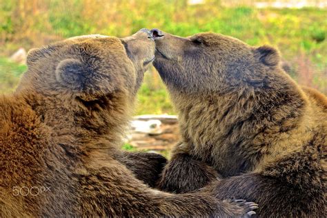 Grizzly Bear - Grizzly Bears in their natural habitat | Бурые медведи