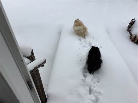 Gallery: New Year’s Day snow in Kansas