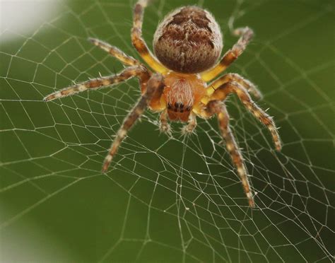 Orb weavers - SpiderSpotter