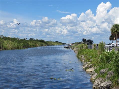 Alligator Alley Florida stock photo. Image of alligator - 127072184