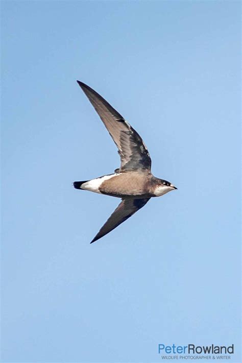 White-throated Needletail Archives - Peter Rowland Photographer & Writer