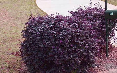 Dwarf Evergreen Flowering Shrubs Zone 5