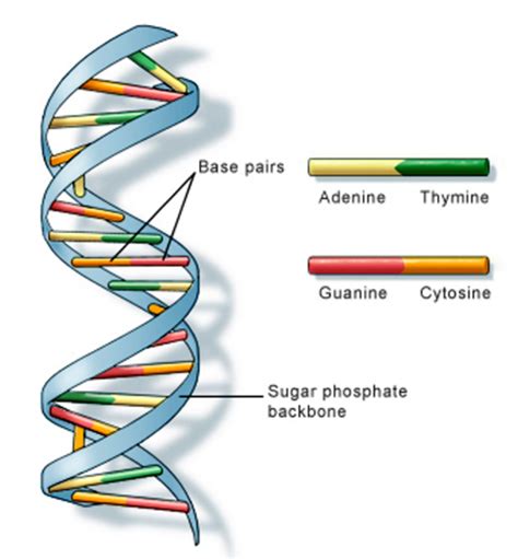 Plant Life: DNA in Plants