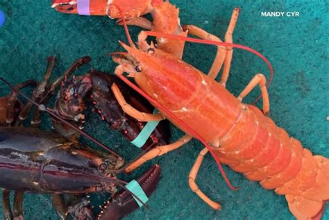 Watch: Extremely rare orange lobster caught in Maine - UPI.com