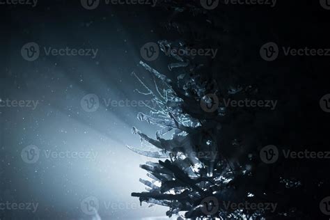 tree covered with fresh snow at winter night 10702599 Stock Photo at ...