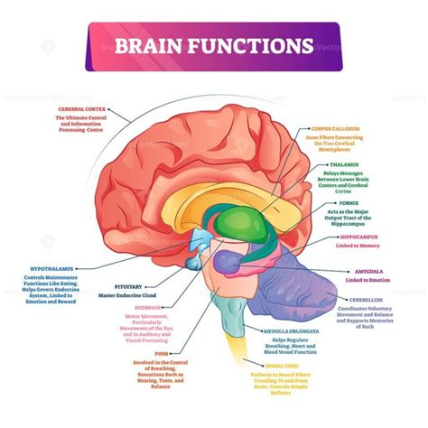 Diagram Of The Brain Stem And Functions Brain Stem Diagram