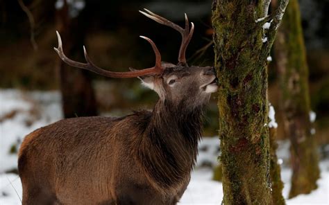 Scotland's red deer population being brought under control thanks to surge in culling