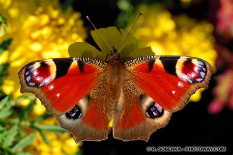 Photo d'un papillon photos papillons images photothèque insectes