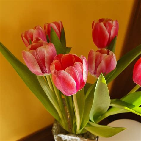 Pink tulips in a vase stock image. Image of vase, flower - 178019423