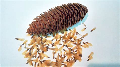 Tree seed - Koyama's Spruce – TreeSeeds.ca