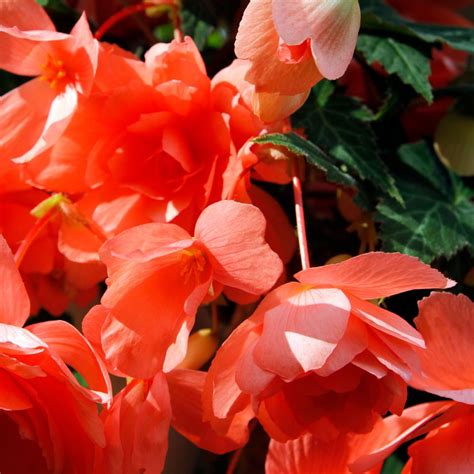 Begonias | Woolpit Nurseries - Family Run Plant Nursery