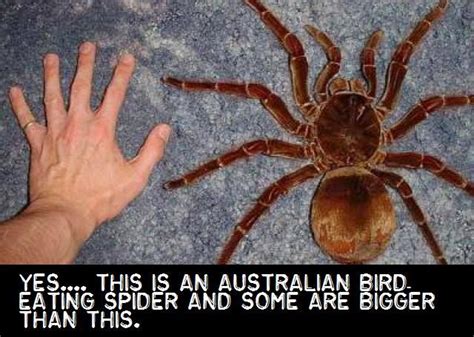 I’ll take two, please | Scary animals, Spider, Huntsman spider