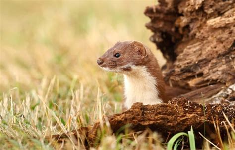 The Intriguing Life of the Weasel (Mustela Nivalis) - Glenlivet Wildlife