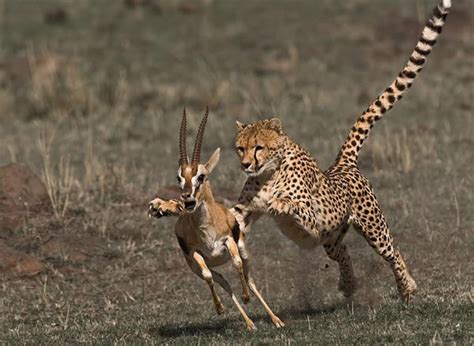 Perfectly-Timed Photos of Animals Hunting For Food