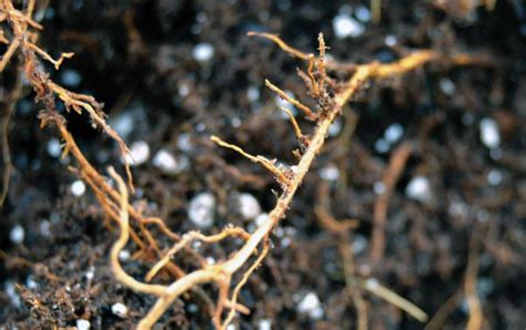 Understand key roles of roots – Good Fruit Grower