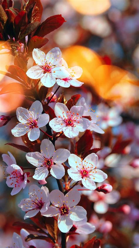 Cherry blossom, pink flowers, close up, spring, 720x1280 wallpaper ...