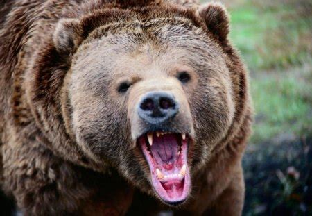 Angry Grizzly - Bears & Animals Background Wallpapers on Desktop Nexus ...