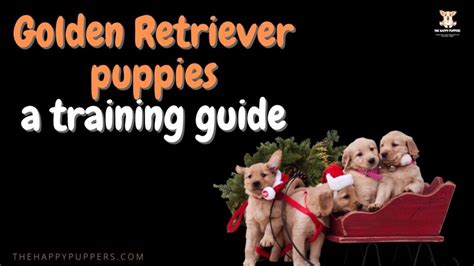 Golden retriever puppies complete training guide - The Happy Puppers