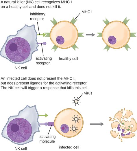 Cellular Defenses · Microbiology