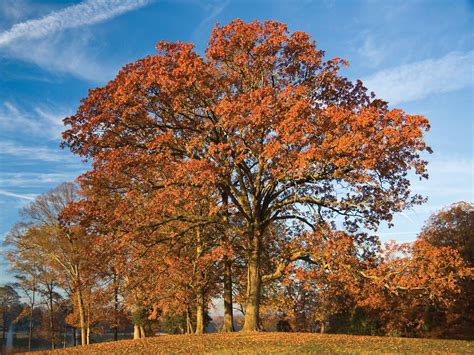 A Guide to Identify Oak Tree by Leaves and Bark - EatHappyProject