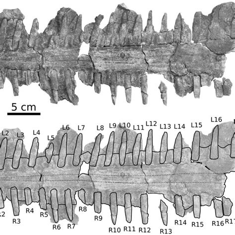 CPI-7937, partial rostrum of Pristis sp. from the Paracas Formation of... | Download Scientific ...