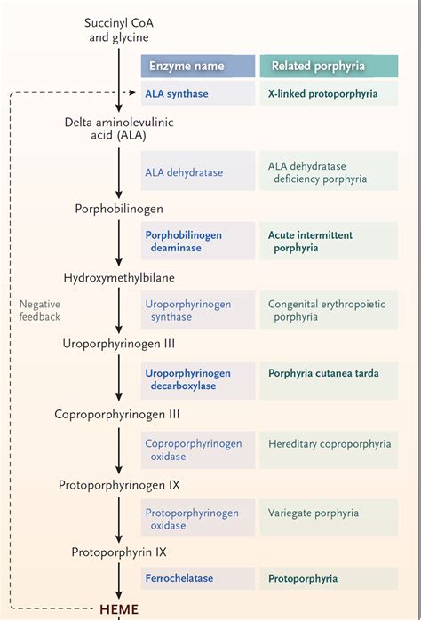 MCQ on Heme synthesis (Porphyrin synthesis) & Related Inherited Disease ...