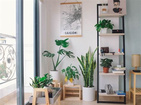 plants in pots between glass window and shelf photo – Free Plant Image on Unsplash