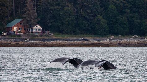 Where to Go Whale Watching in Alaska | Book Alaska Excursions