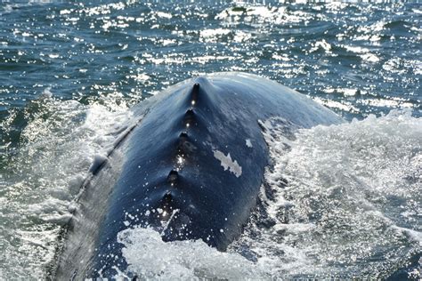 Five Best Whale Watching Tips | Active Junky