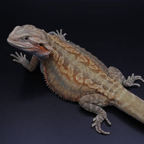 12 Types Of Bearded Dragons Morphs | Pets Nurturing