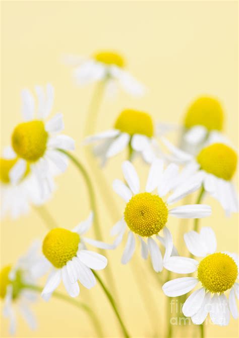 Chamomile flowers close up Photograph by Elena Elisseeva | Fine Art America