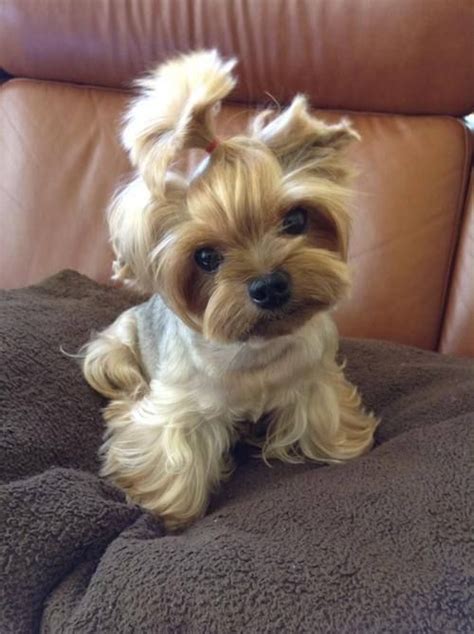 yorkie haircuts / yorkie hair styles | Baby animals, Cute animals, Cute ...