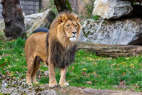 African male lion, carnivore wildlife. | Free Photo - rawpixel