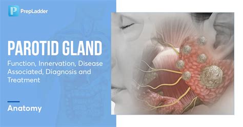 Parotid Gland: Function, Innervation, Diseases Associated, Diagnosis ...