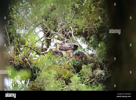 Great Philippine eagle (Pithecophaga jefferyi) nesting in Mindanao, Philippines Stock Photo - Alamy