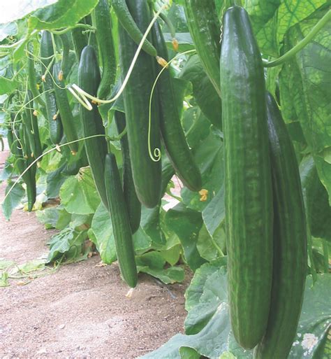 How to Grow Cucumbers | Thompson & Morgan