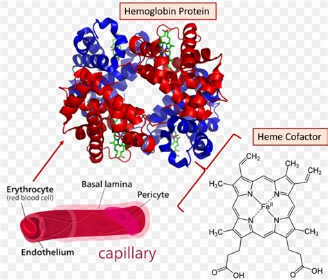 Hemoglobin Molecular Binding Red Blood Cell Heme Oxygen, PNG, 1174x1006px, Hemoglobin, Area ...