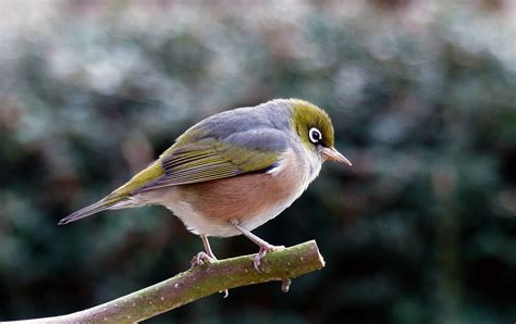 Bird Perched on Tree Royalty-Free Stock Photo