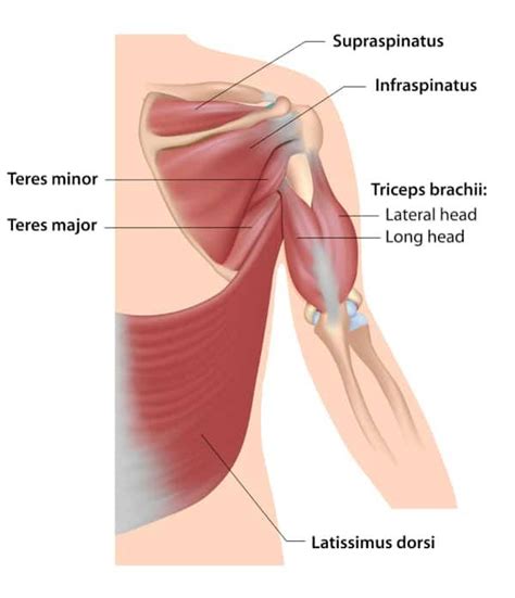 the muscles are shown in this diagram