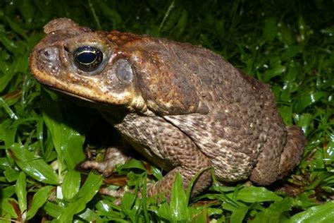 marine toad | Animals of Tanay