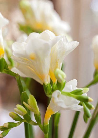 White Freesia