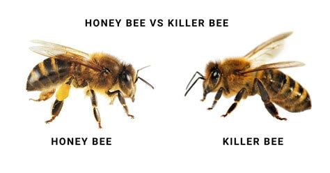 Killer Bees vs Honey Bees Difference