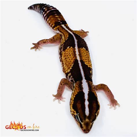 Striped African Fat Tailed Gecko for sale | Leopard Geckos for sale | Crested Gecko | Gargoyle ...