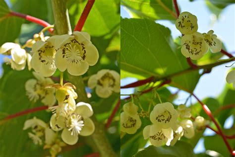 Growing Kiwis | Cloud Mountain Farm Center & Nursery