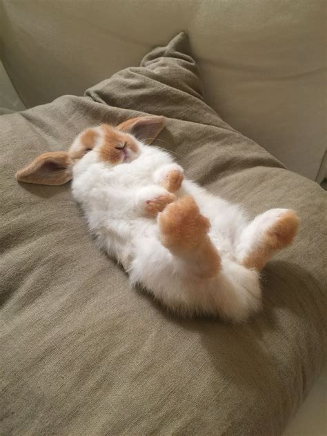 Sleepy 8 week old broken orange Holland Lop bunny rabbit. | Cute baby animals, Cute baby bunnies ...