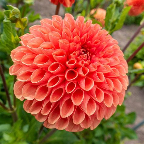 Buy Jowey Linda Dahlia | Giant Ball Dahlia Bulbs | Breck's