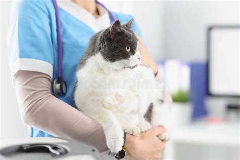 Veterinarian Hold Cat, Female Taking Care of Pets, Professional Vet ...