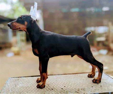 Doberman Dog Puppies